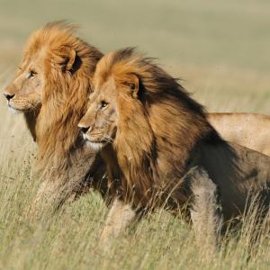 Take Our Big Cats (and Dogs!) Quiz | WWF